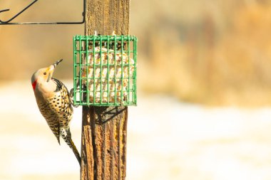 Bir Kuzey Flicker yeşil bir süet besleyiciye yapışır, tüyleri yumuşak, bulanık bir zemin üzerine detaylandırılır. Vahşi yaşam yakın plan, bir an beslenme anı yakalıyor.