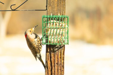 Bir Kuzey Flicker yeşil bir süet besleyiciye yapışır, tüyleri yumuşak, bulanık bir zemin üzerine detaylandırılır. Vahşi yaşam yakın plan, bir an beslenme anı yakalıyor.