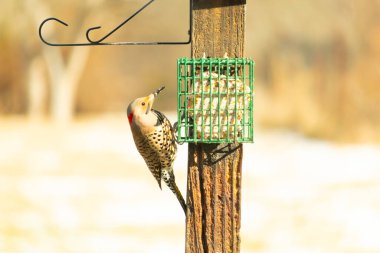 Bir Kuzey Flicker yeşil bir süet besleyiciye yapışır, tüyleri yumuşak, bulanık bir zemin üzerine detaylandırılır. Vahşi yaşam yakın plan, bir an beslenme anı yakalıyor.
