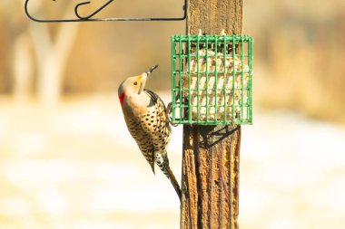 Bir Kuzey Flicker yeşil bir süet besleyiciye yapışır, tüyleri yumuşak, bulanık bir zemin üzerine detaylandırılır. Vahşi yaşam yakın plan, bir an beslenme anı yakalıyor.