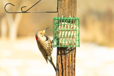 Bir Kuzey Flicker yeşil bir süet besleyiciye yapışır, tüyleri yumuşak, bulanık bir zemin üzerine detaylandırılır. Vahşi yaşam yakın plan, bir an beslenme anı yakalıyor.