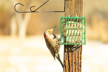 Bir Kuzey Flicker yeşil bir süet besleyiciye yapışır, tüyleri yumuşak, bulanık bir zemin üzerine detaylandırılır. Vahşi yaşam yakın plan, bir an beslenme anı yakalıyor.