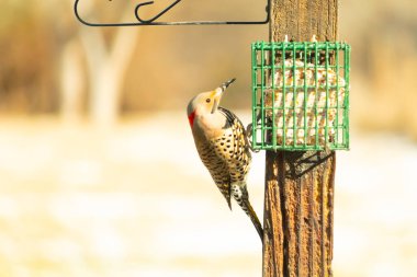 Bir Kuzey Flicker yeşil bir süet besleyiciye yapışır, tüyleri yumuşak, bulanık bir zemin üzerine detaylandırılır. Vahşi yaşam yakın plan, bir an beslenme anı yakalıyor.