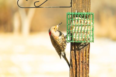 Bir Kuzey Flicker yeşil bir süet besleyiciye yapışır, tüyleri yumuşak, bulanık bir zemin üzerine detaylandırılır. Vahşi yaşam yakın plan, bir an beslenme anı yakalıyor.
