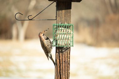 Bir Kuzey Flicker yeşil bir süet besleyiciye yapışır, tüyleri yumuşak, bulanık bir zemin üzerine detaylandırılır. Vahşi yaşam yakın plan, bir an beslenme anı yakalıyor.
