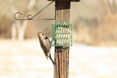 Bir Kuzey Flicker yeşil bir süet besleyiciye yapışır, tüyleri yumuşak, bulanık bir zemin üzerine detaylandırılır. Vahşi yaşam yakın plan, bir an beslenme anı yakalıyor.
