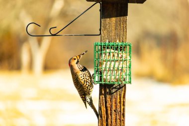 Bir Kuzey Flicker yeşil bir süet besleyiciye yapışır, tüyleri yumuşak, bulanık bir zemin üzerine detaylandırılır. Vahşi yaşam yakın plan, bir an beslenme anı yakalıyor.