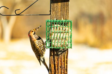 Bir Kuzey Flicker yeşil bir süet besleyiciye yapışır, tüyleri yumuşak, bulanık bir zemin üzerine detaylandırılır. Vahşi yaşam yakın plan, bir an beslenme anı yakalıyor.