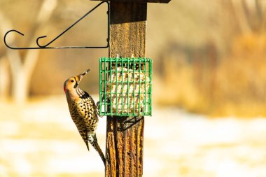 Bir Kuzey Flicker yeşil bir süet besleyiciye yapışır, tüyleri yumuşak, bulanık bir zemin üzerine detaylandırılır. Vahşi yaşam yakın plan, bir an beslenme anı yakalıyor.