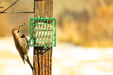 Bir Kuzey Flicker yeşil bir süet besleyiciye yapışır, tüyleri yumuşak, bulanık bir zemin üzerine detaylandırılır. Vahşi yaşam yakın plan, bir an beslenme anı yakalıyor.