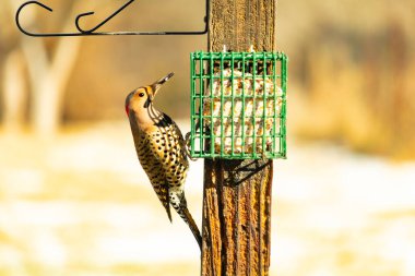Bir Kuzey Flicker yeşil bir süet besleyiciye yapışır, tüyleri yumuşak, bulanık bir zemin üzerine detaylandırılır. Vahşi yaşam yakın plan, bir an beslenme anı yakalıyor.