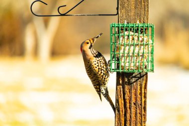 Bir Kuzey Flicker yeşil bir süet besleyiciye yapışır, tüyleri yumuşak, bulanık bir zemin üzerine detaylandırılır. Vahşi yaşam yakın plan, bir an beslenme anı yakalıyor.