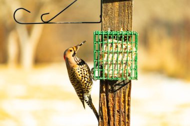 Bir Kuzey Flicker yeşil bir süet besleyiciye yapışır, tüyleri yumuşak, bulanık bir zemin üzerine detaylandırılır. Vahşi yaşam yakın plan, bir an beslenme anı yakalıyor.
