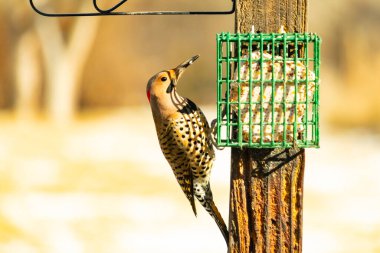 Bir Kuzey Flicker yeşil bir süet besleyiciye yapışır, tüyleri yumuşak, bulanık bir zemin üzerine detaylandırılır. Vahşi yaşam yakın plan, bir an beslenme anı yakalıyor.