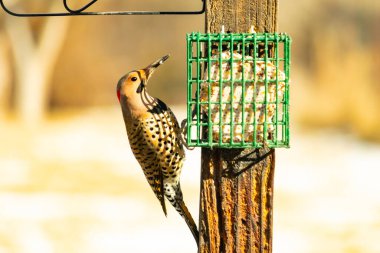 Bir Kuzey Flicker yeşil bir süet besleyiciye yapışır, tüyleri yumuşak, bulanık bir zemin üzerine detaylandırılır. Vahşi yaşam yakın plan, bir an beslenme anı yakalıyor.