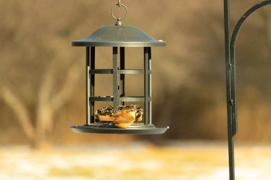 Karolina bir kuş yemliğine tünemiş, yemeğin tadını çıkarıyor. Kuş izleme, vahşi yaşam, arka bahçe kuşları, doğa, durgun hayat, hayvan portresi.