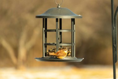 Karolina bir kuş yemliğine tünemiş, yemeğin tadını çıkarıyor. Kuş izleme, vahşi yaşam, arka bahçe kuşları, doğa, durgun hayat, hayvan portresi.