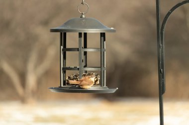 Karolina bir kuş yemliğine tünemiş, yemeğin tadını çıkarıyor. Kuş izleme, vahşi yaşam, arka bahçe kuşları, doğa, durgun hayat, hayvan portresi.