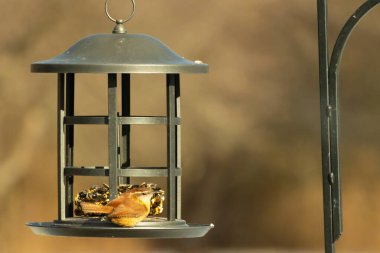 Karolina bir kuş yemliğine tünemiş, yemeğin tadını çıkarıyor. Kuş izleme, vahşi yaşam, arka bahçe kuşları, doğa, durgun hayat, hayvan portresi.