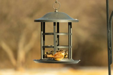 Karolina bir kuş yemliğine tünemiş, yemeğin tadını çıkarıyor. Kuş izleme, vahşi yaşam, arka bahçe kuşları, doğa, durgun hayat, hayvan portresi.