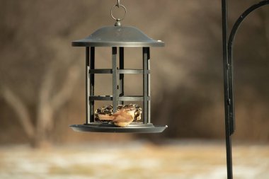 Karolina bir kuş yemliğine tünemiş, yemeğin tadını çıkarıyor. Kuş izleme, vahşi yaşam, arka bahçe kuşları, doğa, durgun hayat, hayvan portresi.