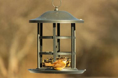 Karolina bir kuş yemliğine tünemiş, yemeğin tadını çıkarıyor. Kuş izleme, vahşi yaşam, arka bahçe kuşları, doğa, durgun hayat, hayvan portresi.