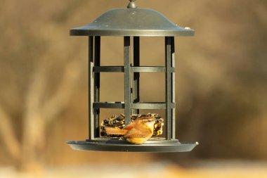 Karolina bir kuş yemliğine tünemiş, yemeğin tadını çıkarıyor. Kuş izleme, vahşi yaşam, arka bahçe kuşları, doğa, durgun hayat, hayvan portresi.