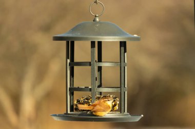 Karolina bir kuş yemliğine tünemiş, yemeğin tadını çıkarıyor. Kuş izleme, vahşi yaşam, arka bahçe kuşları, doğa, durgun hayat, hayvan portresi.