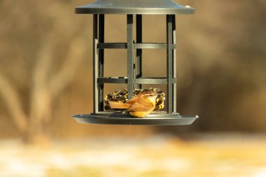 Karolina bir kuş yemliğine tünemiş, yemeğin tadını çıkarıyor. Kuş izleme, vahşi yaşam, arka bahçe kuşları, doğa, durgun hayat, hayvan portresi.