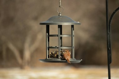 Karolina bir kuş yemliğine tünemiş, yemeğin tadını çıkarıyor. Kuş izleme, vahşi yaşam, arka bahçe kuşları, doğa, durgun hayat, hayvan portresi.