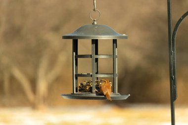 Karolina bir kuş yemliğine tünemiş, yemeğin tadını çıkarıyor. Kuş izleme, vahşi yaşam, arka bahçe kuşları, doğa, durgun hayat, hayvan portresi.