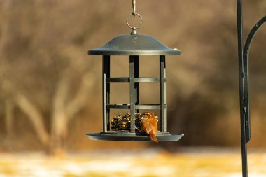 Karolina bir kuş yemliğine tünemiş, yemeğin tadını çıkarıyor. Kuş izleme, vahşi yaşam, arka bahçe kuşları, doğa, durgun hayat, hayvan portresi.