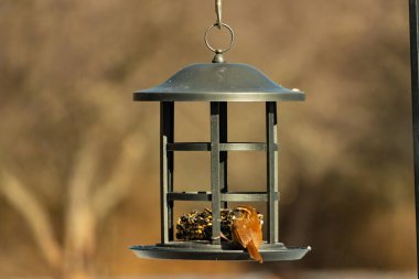 Karolina bir kuş yemliğine tünemiş, yemeğin tadını çıkarıyor. Kuş izleme, vahşi yaşam, arka bahçe kuşları, doğa, durgun hayat, hayvan portresi.