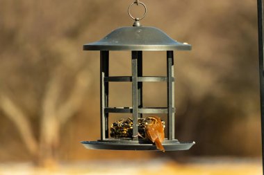 Karolina bir kuş yemliğine tünemiş, yemeğin tadını çıkarıyor. Kuş izleme, vahşi yaşam, arka bahçe kuşları, doğa, durgun hayat, hayvan portresi.