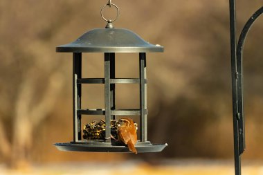 Karolina bir kuş yemliğine tünemiş, yemeğin tadını çıkarıyor. Kuş izleme, vahşi yaşam, arka bahçe kuşları, doğa, durgun hayat, hayvan portresi.