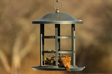 Karolina bir kuş yemliğine tünemiş, yemeğin tadını çıkarıyor. Kuş izleme, vahşi yaşam, arka bahçe kuşları, doğa, durgun hayat, hayvan portresi.