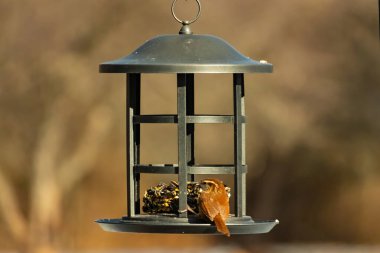 Karolina bir kuş yemliğine tünemiş, yemeğin tadını çıkarıyor. Kuş izleme, vahşi yaşam, arka bahçe kuşları, doğa, durgun hayat, hayvan portresi.