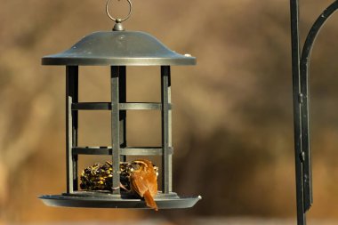 Karolina bir kuş yemliğine tünemiş, yemeğin tadını çıkarıyor. Kuş izleme, vahşi yaşam, arka bahçe kuşları, doğa, durgun hayat, hayvan portresi.