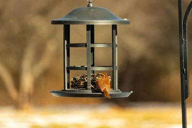 Karolina bir kuş yemliğine tünemiş, yemeğin tadını çıkarıyor. Kuş izleme, vahşi yaşam, arka bahçe kuşları, doğa, durgun hayat, hayvan portresi.