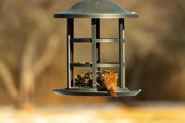 Karolina bir kuş yemliğine tünemiş, yemeğin tadını çıkarıyor. Kuş izleme, vahşi yaşam, arka bahçe kuşları, doğa, durgun hayat, hayvan portresi.