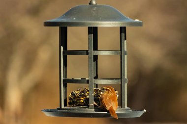 Karolina bir kuş yemliğine tünemiş, yemeğin tadını çıkarıyor. Kuş izleme, vahşi yaşam, arka bahçe kuşları, doğa, durgun hayat, hayvan portresi.