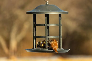 Karolina bir kuş yemliğine tünemiş, yemeğin tadını çıkarıyor. Kuş izleme, vahşi yaşam, arka bahçe kuşları, doğa, durgun hayat, hayvan portresi.