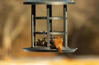 Karolina bir kuş yemliğine tünemiş, yemeğin tadını çıkarıyor. Kuş izleme, vahşi yaşam, arka bahçe kuşları, doğa, durgun hayat, hayvan portresi.