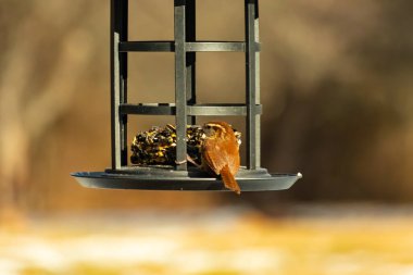 Karolina bir kuş yemliğine tünemiş, yemeğin tadını çıkarıyor. Kuş izleme, vahşi yaşam, arka bahçe kuşları, doğa, durgun hayat, hayvan portresi.