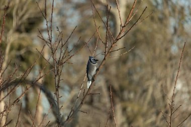 Canlı, mavi bir alakarga zarif bir şekilde soluk mavi ve kahverengilerin bulanık arka planına karşı çıplak dallara tünemiş. Doğa, vahşi yaşam, kuş izleme, huzur..