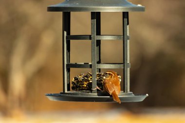 Karolina bir kuş yemliğine tünemiş, yemeğin tadını çıkarıyor. Kuş izleme, vahşi yaşam, arka bahçe kuşları, doğa, durgun hayat, hayvan portresi.