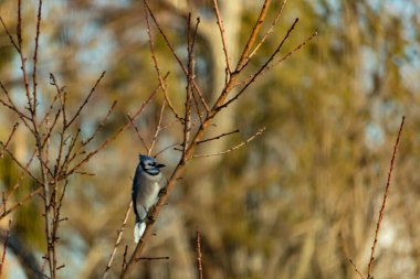 Canlı, mavi bir alakarga zarif bir şekilde soluk mavi ve kahverengilerin bulanık arka planına karşı çıplak dallara tünemiş. Doğa, vahşi yaşam, kuş izleme, huzur..