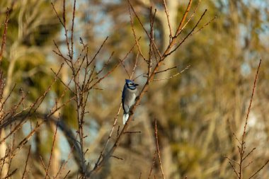 Canlı, mavi bir alakarga zarif bir şekilde soluk mavi ve kahverengilerin bulanık arka planına karşı çıplak dallara tünemiş. Doğa, vahşi yaşam, kuş izleme, huzur..