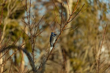 Canlı, mavi bir alakarga zarif bir şekilde soluk mavi ve kahverengilerin bulanık arka planına karşı çıplak dallara tünemiş. Doğa, vahşi yaşam, kuş izleme, huzur..