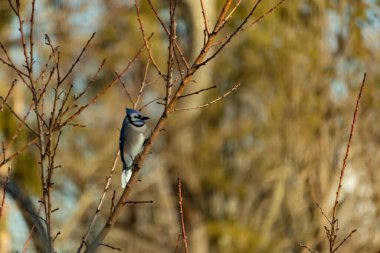 Canlı, mavi bir alakarga zarif bir şekilde soluk mavi ve kahverengilerin bulanık arka planına karşı çıplak dallara tünemiş. Doğa, vahşi yaşam, kuş izleme, huzur..